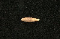 藏品(似謝氏煙管蝸牛)的圖片